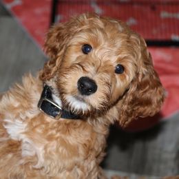 Carmelo - Caramel Labradoodle puppy in Las Vegas, Nevada from Patriot Labradoodles
