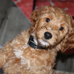 Carmelo - Caramel Labradoodle puppy in Las Vegas, Nevada from Patriot Labradoodles