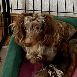 Chloee - Dachshund