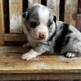 BMM - Blue merle male Miniature Australian Shepherd puppy in Lexington, Nebraska from Osborne's Aussies