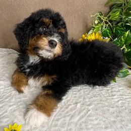 Melody - Tri-color female Bernedoodle puppy in Seymour, Missouri from D and D’s Dandy Doodles
