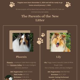 Collie Puppies from Doggy Haven Collies