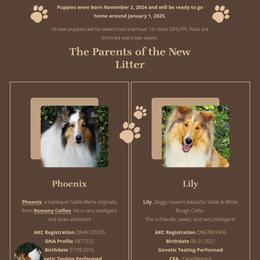 Collie Puppies from Doggy Haven Collies