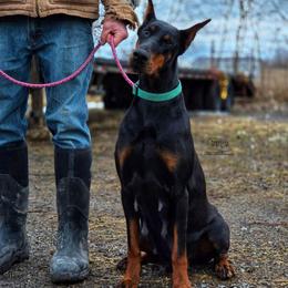 Hena Doberthing - Doberman Pinscher
