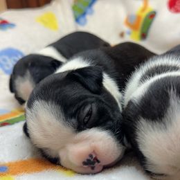 Boston Terrier Puppies from Candi's Boston Terriers