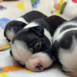 Boston Terrier Puppies from Candi's Boston Terriers