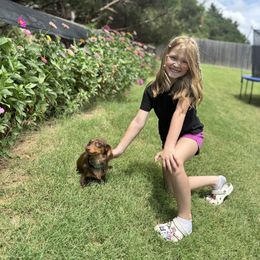 Dachshunds from Kingdom Mini Dashchunds