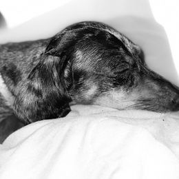 Boxers and Dachshunds from Bella Familia Puppies