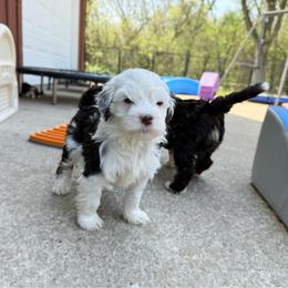 Rally - Tri-color male Bernedoodle puppy in Wamego, Kansas from Doodles of Oz