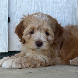 Brown Boy - Red and white male Cockapoo puppy in Fort Gibson, Oklahoma from Waggle Doodles