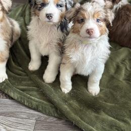 Australian Shepherd Puppies from Crab Point Australian Shepherds