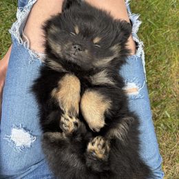 Bear - Black and tan male Pomeranian puppy in Becker, Minnesota from Robbins Poms