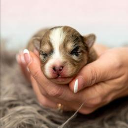 Huntrix - Merle female Pomsky puppy in Sumter, South Carolina from Emerald Skies Pomskies