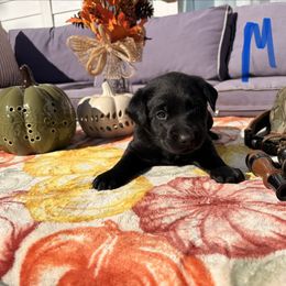 Blue - Black male Labrador Retriever puppy in Talking Rock, Georgia from Bethel Woods Kennels