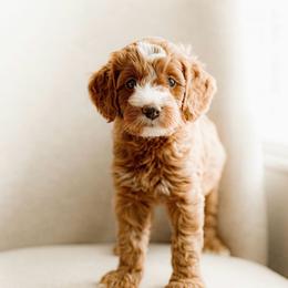 Blossom (light pink) - Red  female Goldendoodle puppy in Apopka, Florida from The Classic Doodle