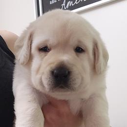 Sarah - Yellow female Labrador Retriever puppy in Braselton, Georgia from Bel Amour