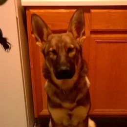 German Shepherds from Sharashe Shepherds