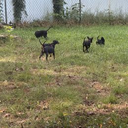 Mosaic's Righty Tighty Lefty Loosey - Black and tan female Manchester Terrier puppy in Harrison, Tennessee from MosaicManchesters.com