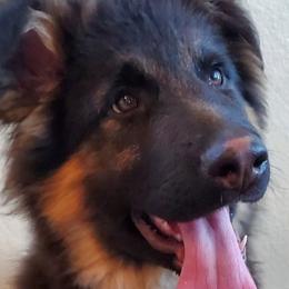 German Shepherds from Swede Mountain Shepherds