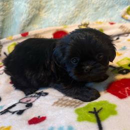MAGIC - Black male Shih Tzu puppy in Kamilche, Washington from Serendipity Shih tzu