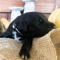 Bordoodle Puppies from Nighthawk Bordoodles