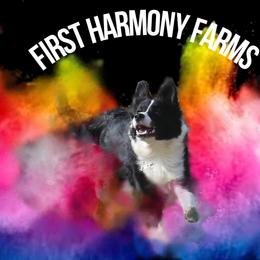 Opeli - Black female Border Collie puppy in Tiskilwa, Illinois from First Harmony Farms