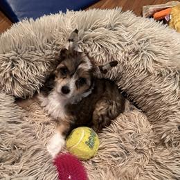 Jushae's Southern Chill AKA Tate - Sable male Chinese Crested puppy in Anniston, Alabama from Jushae Kennel