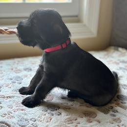 Standard Schnauzer Puppies from Harbor Hill Standard Schnauzers
