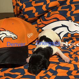 Denver - Black and white female German Shorthaired Pointer puppy in Jackson, Georgia from Tiner GSP’s LLC