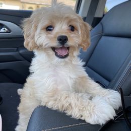 Cavalier King Charles Spaniel and Cavapoo Puppies from VITPOM PUPPIES