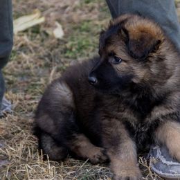 German Shepherd Puppies from Journey's German Shepherds (Kennel Vom Himmel)
