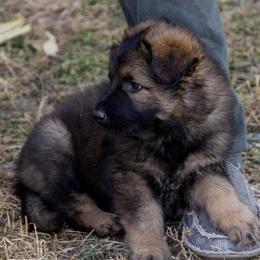 German Shepherd Puppies from Journey's German Shepherds (Kennel Vom Himmel)
