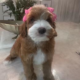 Lili - Red and white female Cockapoo puppy in Sacramento County, California from Sac-Town Poodles and Doodles