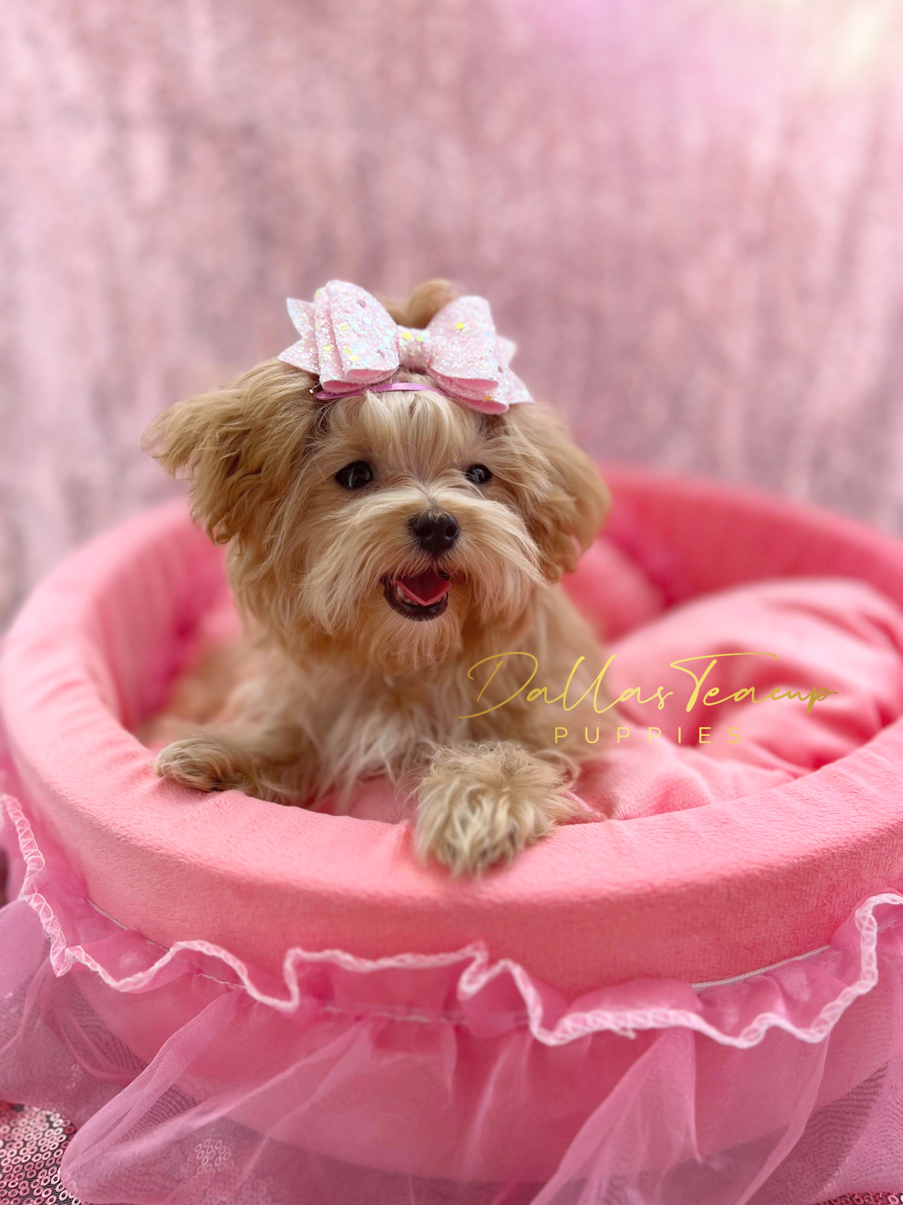 Maltese, Maltipoos, Poodles, and Yorkshire Terriers from Dallas Teacup Puppies