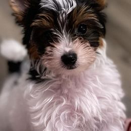 Biewer Terriers from Rose Creek Biewer Terriers