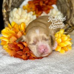 Fern - Buff and white female Cocker Spaniel puppy in Nashville, Arkansas from Rocky Road Puppies