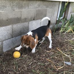 Hank - Beagle