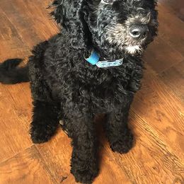 Goldendoodle and Labradoodle Puppies from DJ’s Doodles