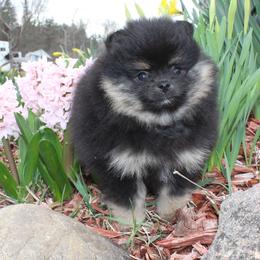 Lexie - Black and tan female Pomeranian puppy in Memphis, Michigan from Magix'z Pomeranians