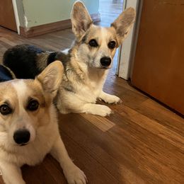 Juno - Pembroke Welsh Corgi