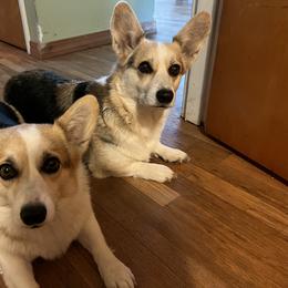 Juno - Pembroke Welsh Corgi