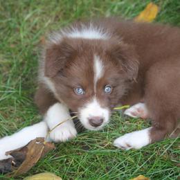 Border Collie, English Setter, and Miniature American Shepherd Puppies from First Harmony Farms