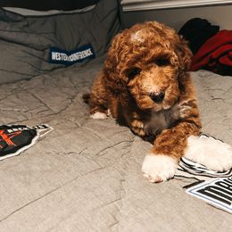 Goldendoodle Puppies from The Doting Doodle