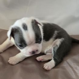 Girl 1 - Blue female Boston Terrier puppy in Anson, Texas from Adrienne Campbell's Boston Terriers