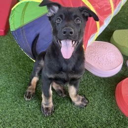 Red - Bi-color male German Shepherd puppy in Buckeue, Arizona from Légende Vivante Du Chief Kennel