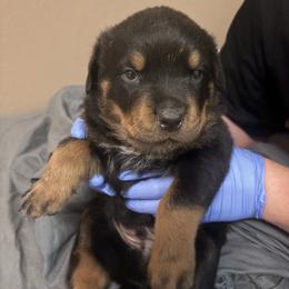Spot - Black and mahogany male Rottweiler puppy in Colorado Springs, Colorado from Von Locher Rotties