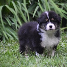 Girl 2 - Black tri-color female Australian Shepherd puppy in Pilot, Virginia from Obsidian Australian Shepherd