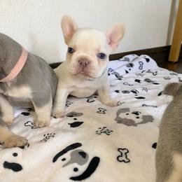 Blue collar - Cream male French Bulldog puppy in Selma, Oregon from Pnwfrenchbulldogs