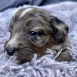 Velvet - Blue merle male Bernedoodle puppy in Vacaville, California from Starlight Goldendoodles
