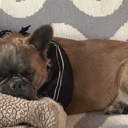 French Bulldogs from Kip's Frenchies